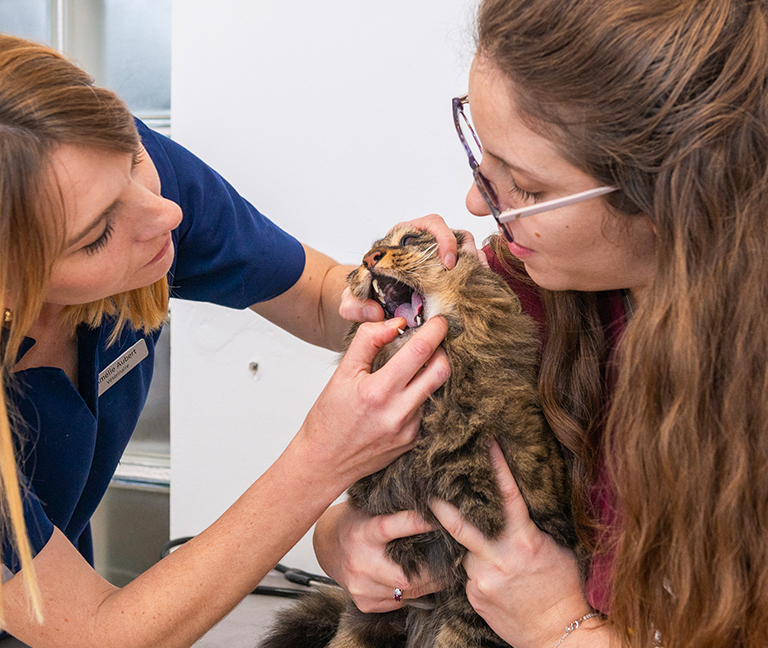 Dentisterie