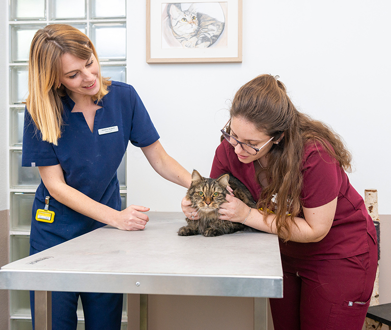 Espace & soins dédiés aux chats