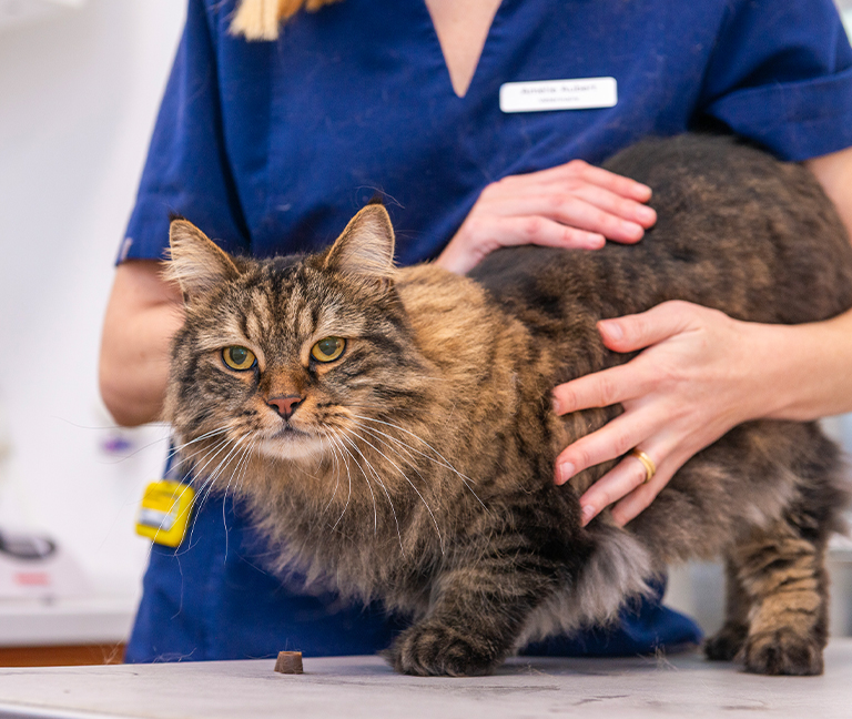 Nos conseils pour chats