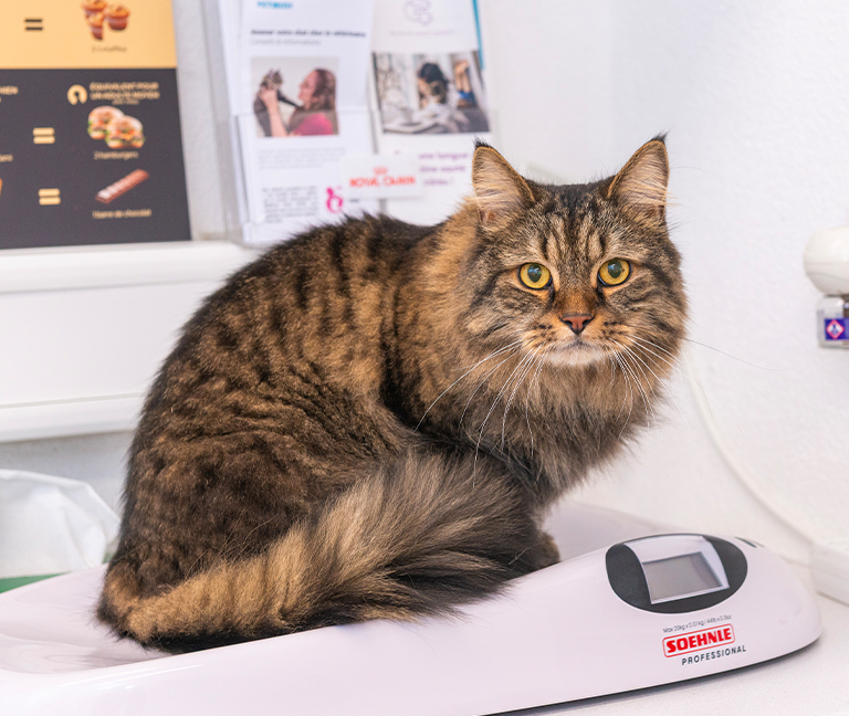 Réduire le stress de votre chat