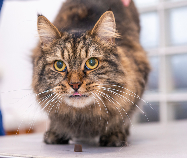 Un espace et des soins d&eacute;di&eacute;s aux chats