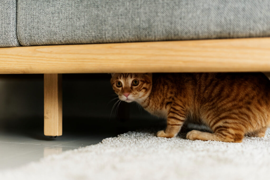 Amener votre chat chez le vétérinaire: conseils et informations