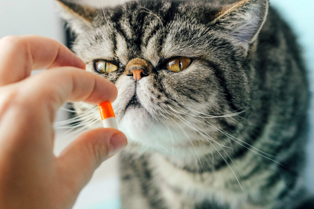 Conseils pour donner des comprimés à votre chat