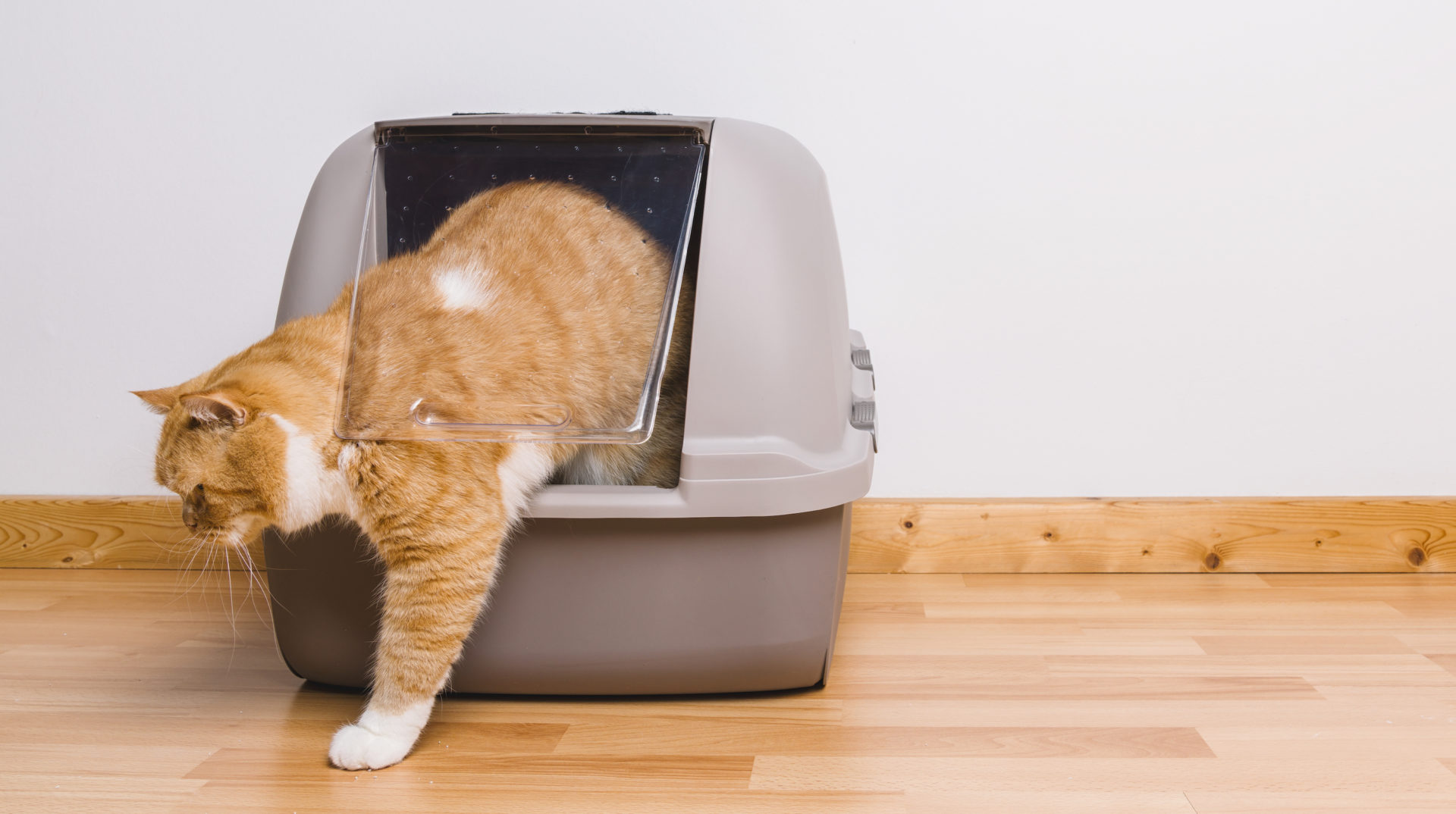 Le chat et sa litière