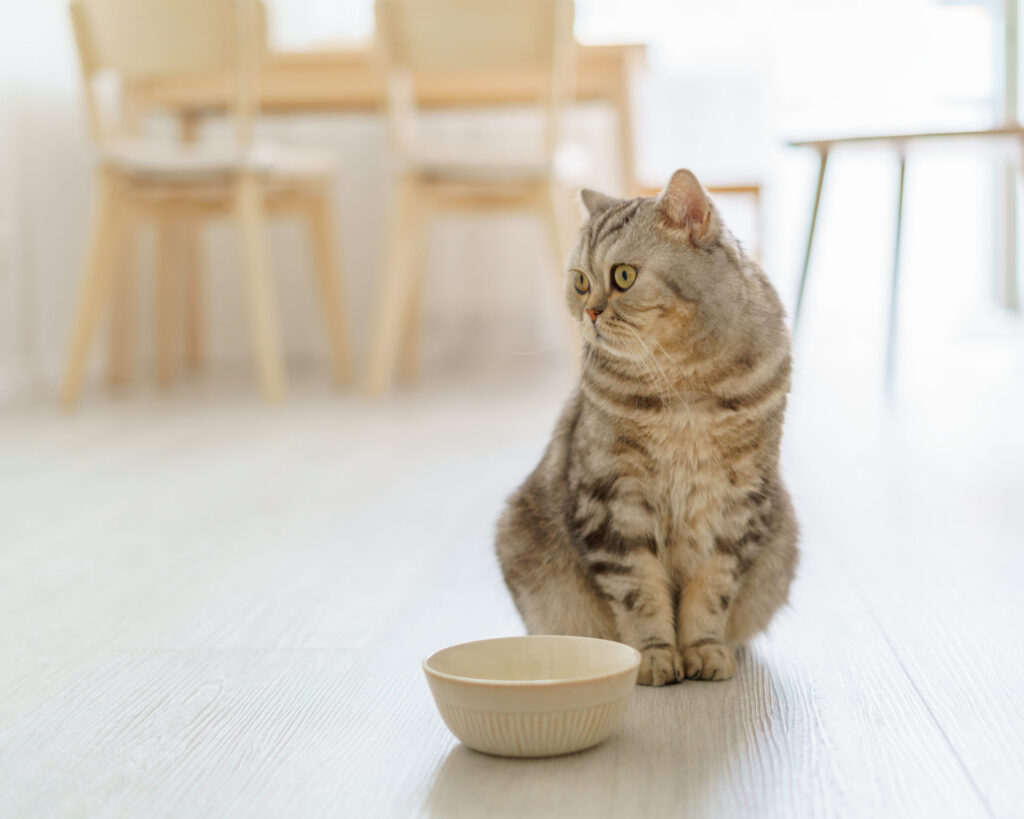 Modifier l’alimentation de votre chat: conseils et astuces