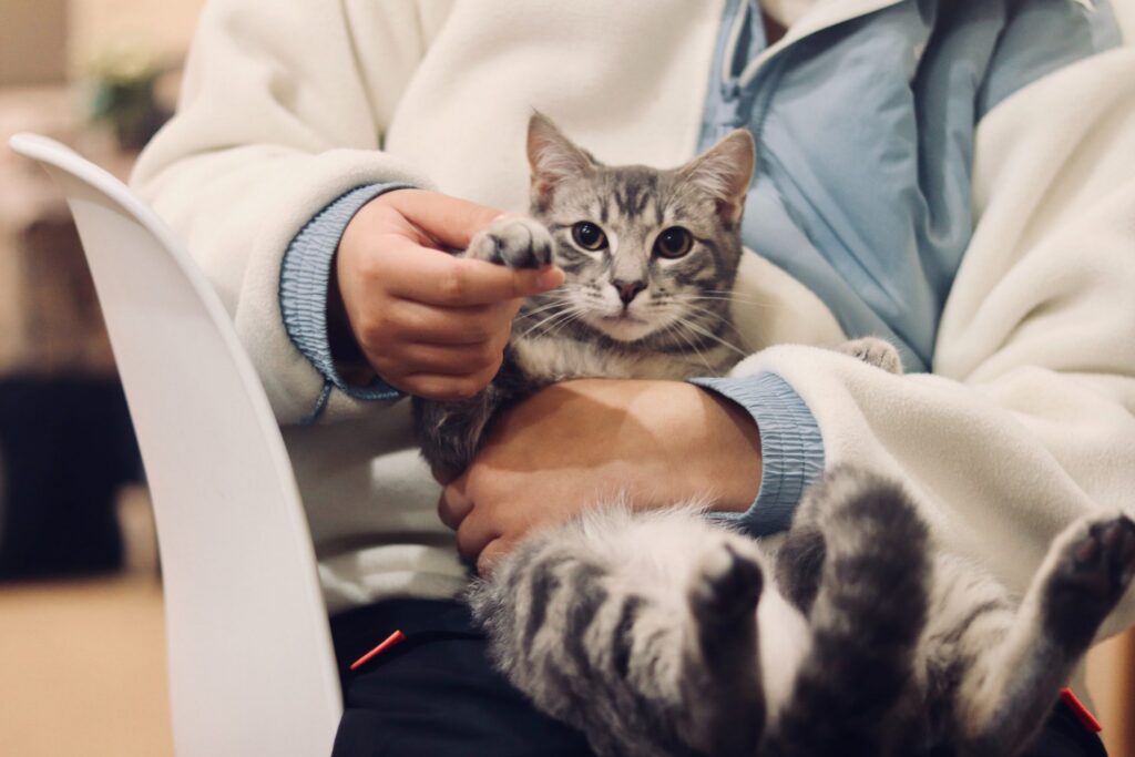 Tout ce que vous aimeriez savoir sur le chat diabétique