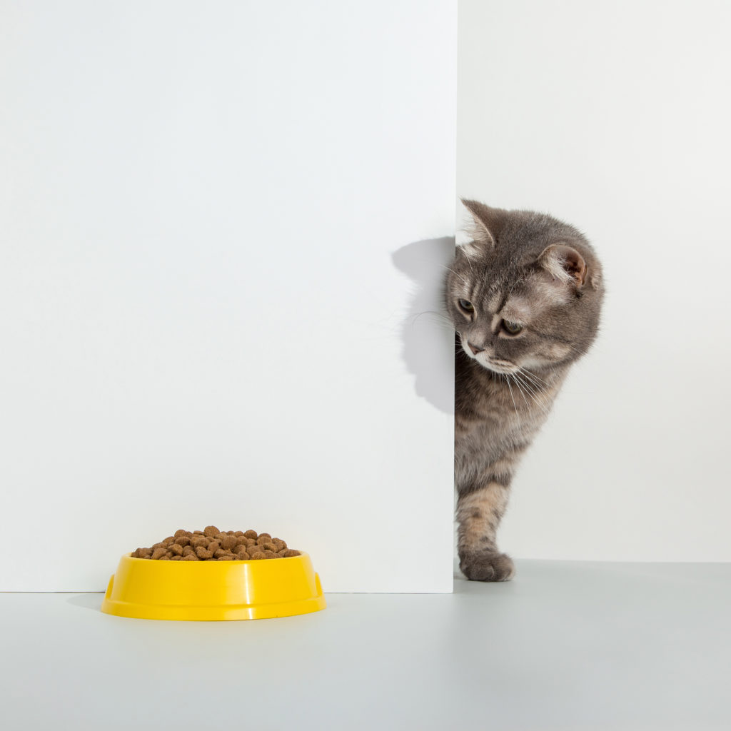 alimentation différente ou un régime spécial pour votre chat